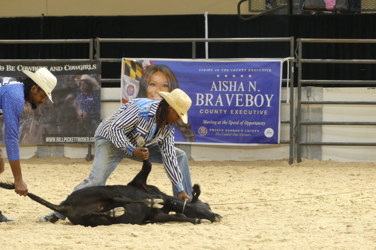 Two cowboys work together to restrain a calf on the dirt floor during a tie-down roping event.