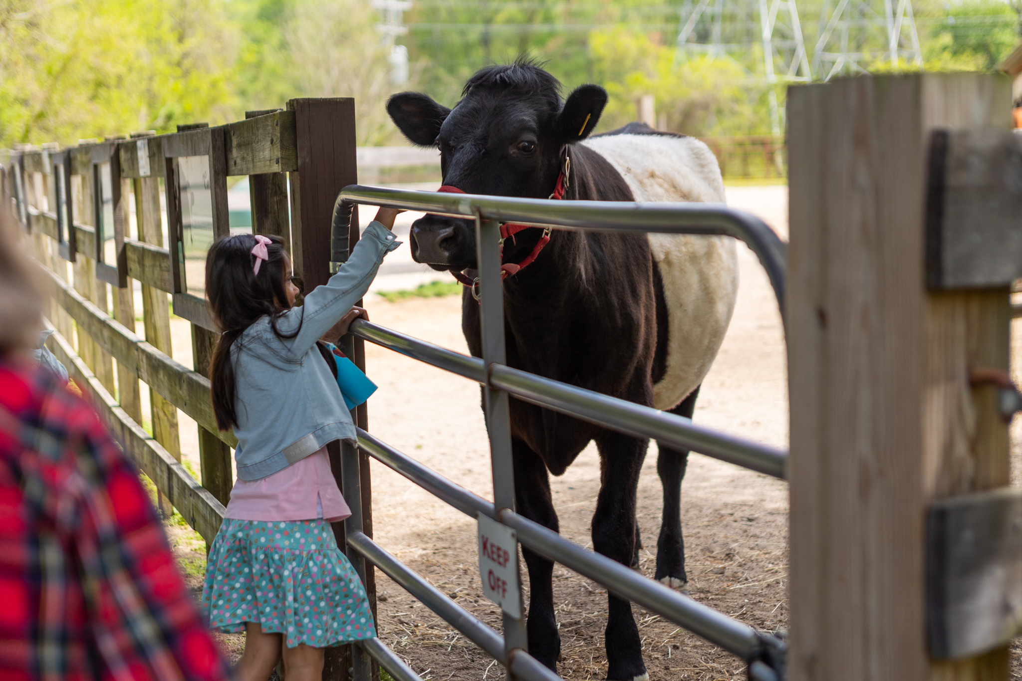 A small girl reaches through the metal gate of a wooden paddock, preparing to pet a cow on the nose. The cow has a white body and black legs, neck, and head. It wears a red bridle and appears extremely calm.