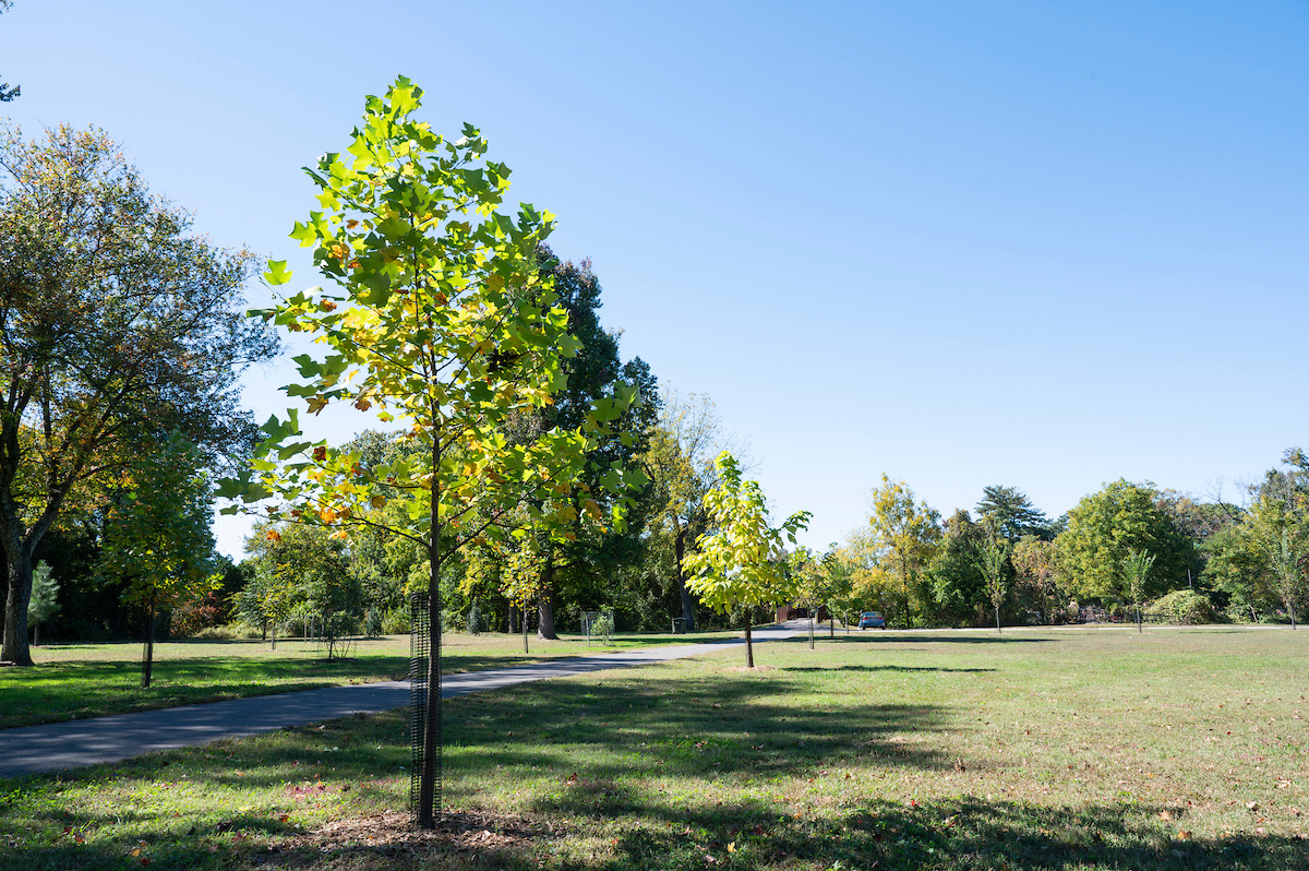 A paved trail leads through a field dotted with trees.
