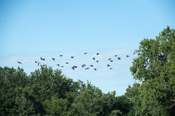 Birds flying over the trees