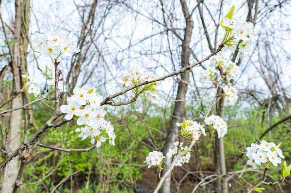 A tangle of branches blossoming with beautiful white flowers.
