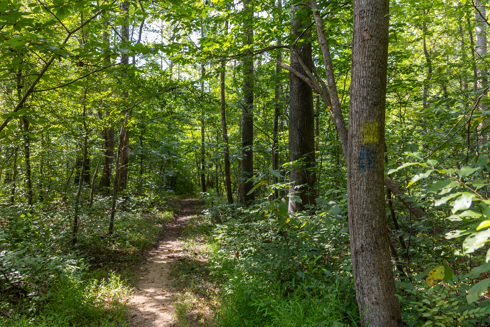 A blue blaze and a yellow blaze on a tree trunk next to a natural surface trail in a wooded area.